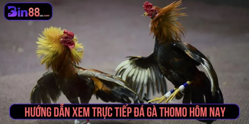 Đá Gà Thomo - Cách Xem Trực Tiếp, Đọc Kèo Và Quản Lý Vốn Cách xem trực tiếp đá gà Thomo