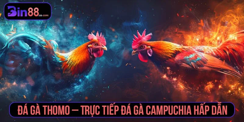 Đá Gà Thomo - Cách Xem Trực Tiếp, Đọc Kèo Và Quản Lý Vốn đá gà Thomo