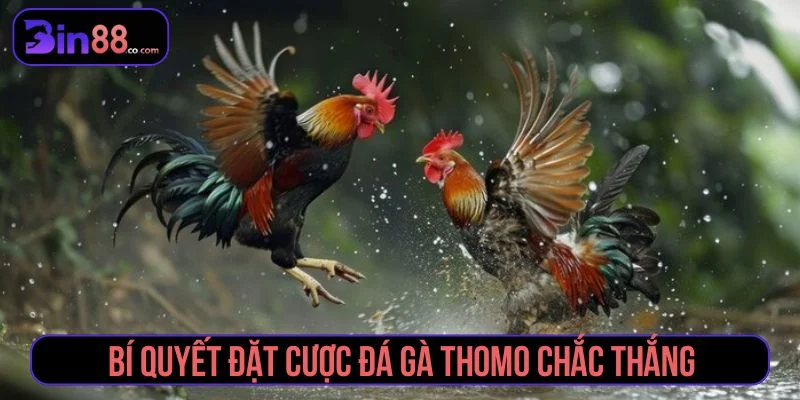 Đá Gà Thomo - Cách Xem Trực Tiếp, Đọc Kèo Và Quản Lý Vốn Lưu ý khi đọc kèo đá gà Thomo