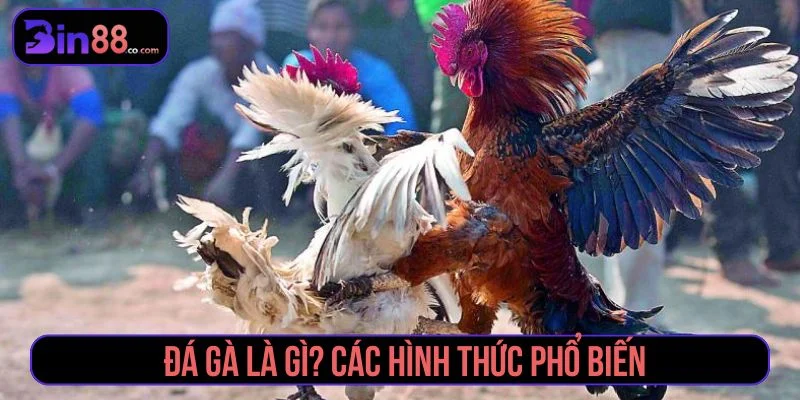 Kinh Nghiệm Soi Kèo Đá Gà - Cách Đọc Kèo Cho Người Mới Tìm hiểu về hình thức cược đá gà