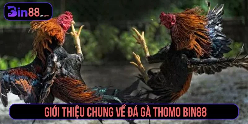 Đá Gà Thomo - Cách Xem Trực Tiếp, Đọc Kèo Và Quản Lý Vốn Tìm hiểu về đá gà Thomo trực tuyến