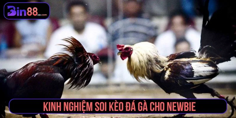 Kinh Nghiệm Soi Kèo Đá Gà - Cách Đọc Kèo Cho Người Mới Kinh nghiệm soi kèo đá gà theo hướng an toàn