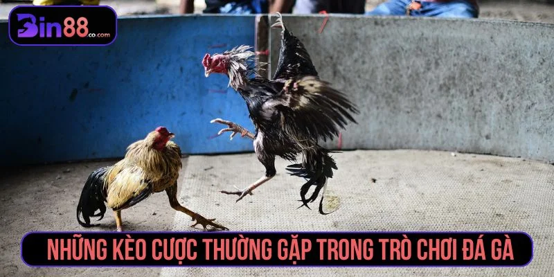 Kinh Nghiệm Soi Kèo Đá Gà - Cách Đọc Kèo Cho Người Mới Các loại kèo cược đá gà phổ biến