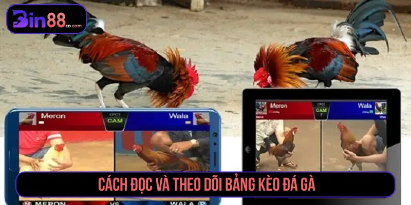 Cách Đặt Cược Đá Gà - Đọc Kèo Meron, Wala Và BDD Cách đọc và theo dõi bảng kèo đá gà