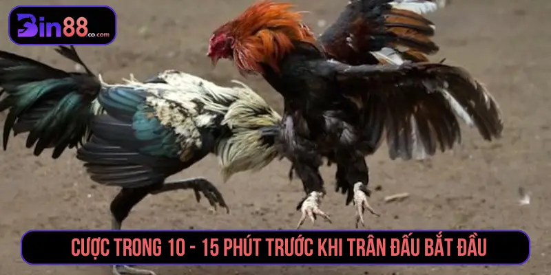 Cách Đặt Cược Đá Gà - Đọc Kèo Meron, Wala Và BDD Theo dõi odds trước khi đặt cược đá gà