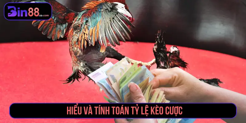 Cách Đặt Cược Đá Gà - Đọc Kèo Meron, Wala Và BDD Hiểu và tính toán tỷ lệ kèo đá gà
